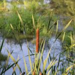 A,Field,Of,Long,,Brown,,Cigar,Shaped,Cattails,Growing,Throughout
